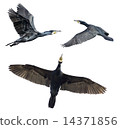 鸕鶿 14371856