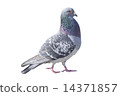 野鴿 14371857