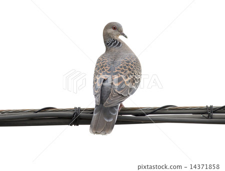 Turtledove Turtledove 14371858