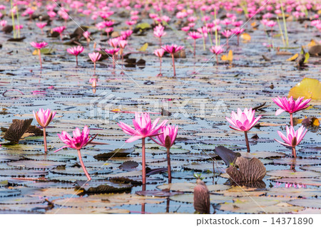 The beautiful Blooming lotus flower in the lake 14371890