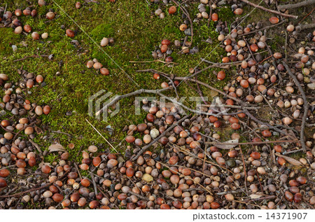 Acorns and moss 14371907