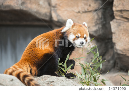 小熊貓 14371990