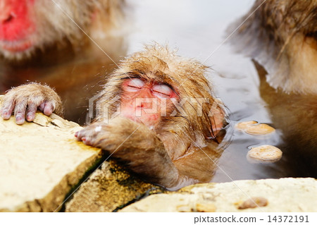 Jigokudani Monkey Park 6 14372191