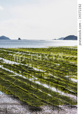 海藻養殖:伊勢志摩的一景 海藻養殖:伊勢志摩的一景 14372282