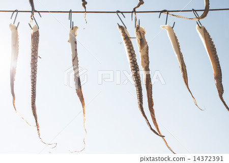Octopus on rope 14372391