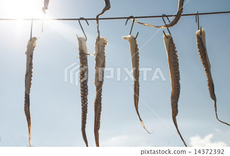 Octopus on rope Octopus on rope 14372392