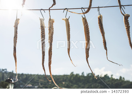 Octopus on rope Octopus on rope 14372393