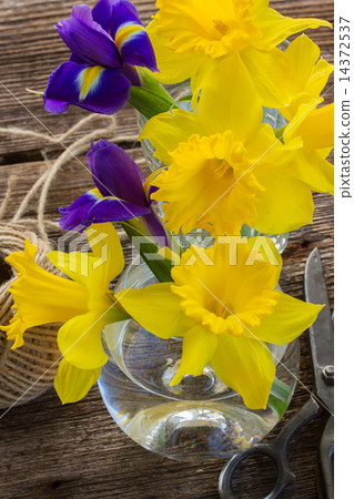 easter daffodil  14372537