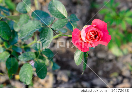 fresh roses flower fresh roses flower 14372688