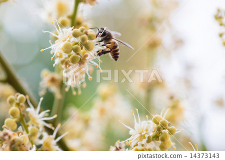 working bee collects flower nectar from longan flower 14373143