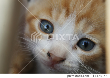 Kitten with eyed eyes 14373146
