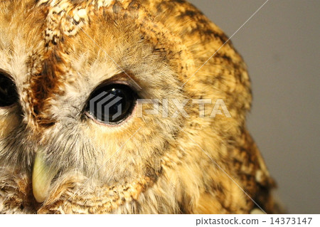 owl   14373147