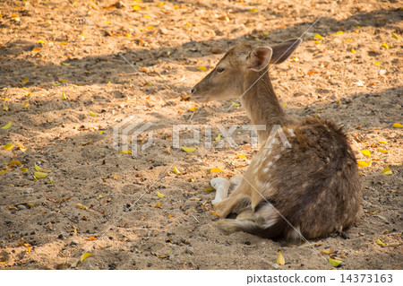 Deer couch relaxing afternoon Deer couch relaxing afternoon 14373163