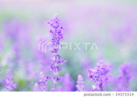 Blue Salvia (salvia farinacea) flowers blooming in the garden 14373314