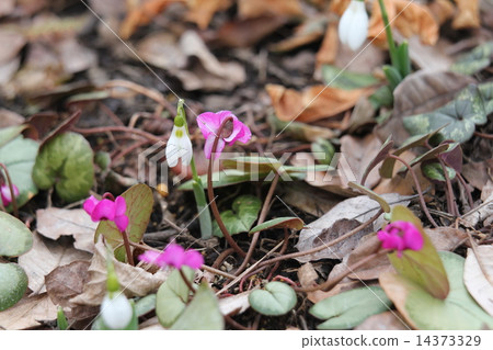 仙客來物種 14373329