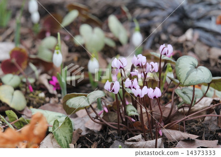 The cyclamen species 14373333