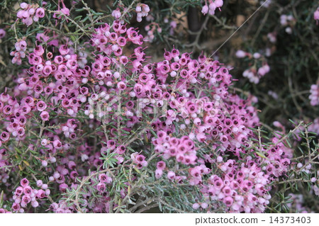 Janome Erika 14373403