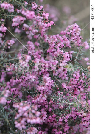 Janome Erika 14373404