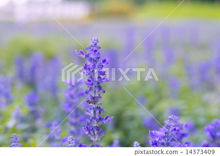 Beautiful flower background with Salvia farinacea Benth (soft focus) Beautiful flower background with Salvia farinacea Benth (soft focus) 14373409