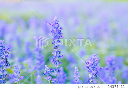 Beautiful flower background with Salvia farinacea Benth (soft focus) 14373411