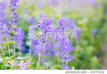 Beautiful flower background with Salvia farinacea Benth (soft focus) 14373412