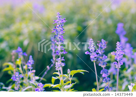 Blue Salvia (salvia farinacea) flowers blooming in the garde 14373449