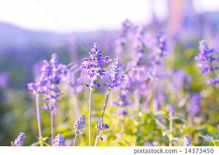Beautiful spring background with Salvia farinacea Benth. 14373450