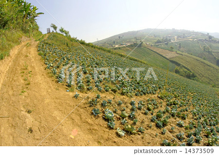 Beautiful mountain scenery in Phutabberk Phetchabun, Thailand Beautiful mountain scenery in Phutabberk Phetchabun, Thailand 14373509