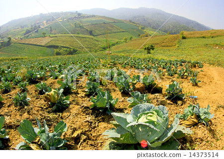 Beautiful mountain scenery in Phutabberk Phetchabun, Thailand Beautiful mountain scenery in Phutabberk Phetchabun, Thailand 14373514