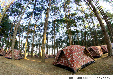 camping in pine Forrest at Phu Hin Rong Kla National Park,Phitsa 14373569