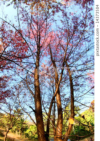 Prunus cerasoides ,Wild Himalayan Cherry , sakura thailand blo Prunus cerasoides ,Wild Himalayan Cherry , sakura thailand blo 14373584