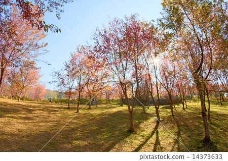 Prunus cerasoides ,Wild Himalayan Cherry ,  sakura thailand  blo 14373633