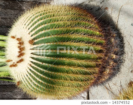 Kinshaki Kinshaki 14374552