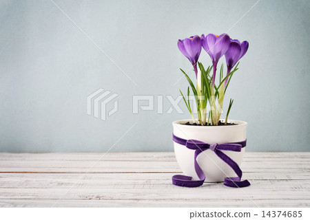 Crocus in vase 14374685