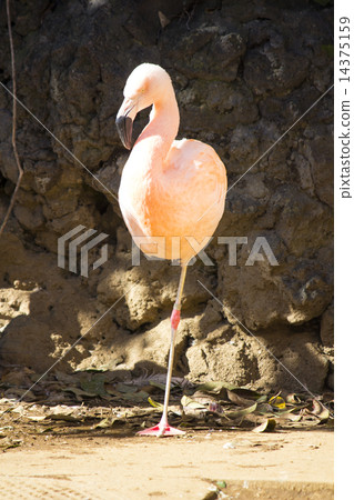 Flamingo Flamingo 14375159