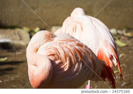 Flamingo Flamingo 14375160