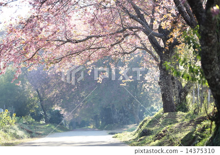 sakura cherry blossom flowers 14375310