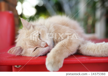 persian cat 14375360