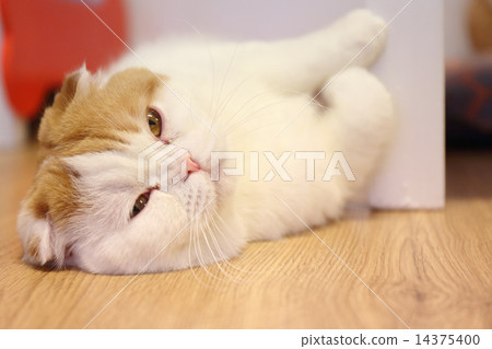 persian cat 14375400