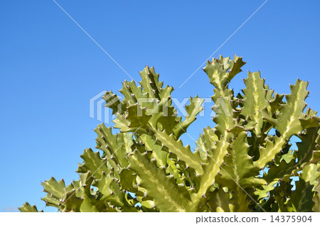 Sunlit cactus plant 14375904