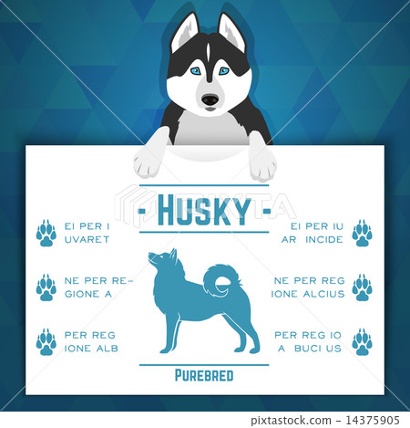 Husky dog banner 14375905