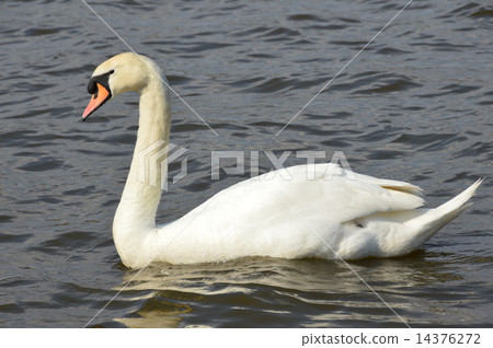 Cobb swans (Senba Park / Chiba Town, Mito city, Ibaraki prefecture) 14376272
