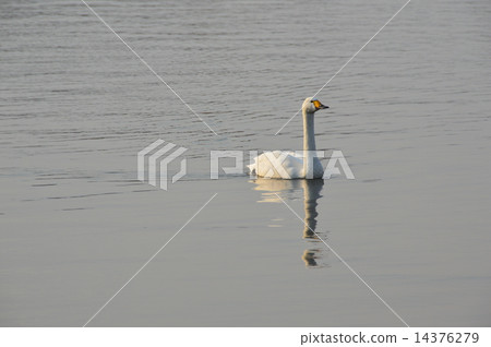 Swim swallow Swan (Senba Park / Chiba Town, Mito city, Ibaraki prefecture) 14376279