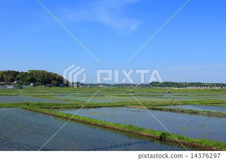 初夏稻田視圖 14376297