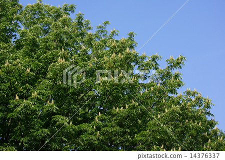 Tochigi A lot of white flowers are blooming. 14376337