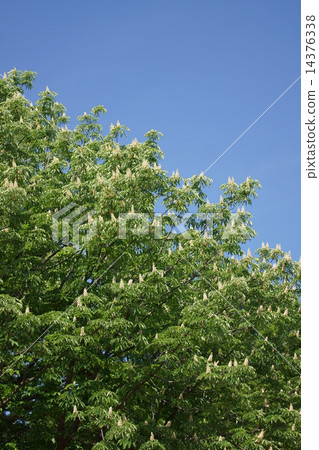 Tochigi A lot of white flowers are blooming. Tochigi A lot of white flowers are blooming. 14376338