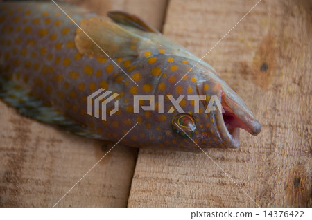 Fresh fish from the sea on wooden background, Healthy foods background. 14376422