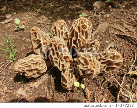 Amiga Satoru family 14377258