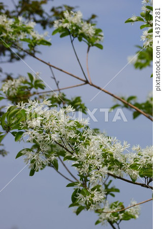 它被稱為單葉Nanja Monja樹。 14377281