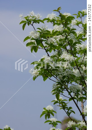 它被稱為單葉Nanja Monja樹。 14377282